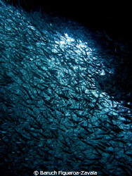Silversides schooling and flashing around by Baruch Figueroa-Zavala 
